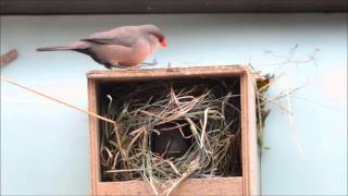 WellenastrildVideo Vögel in Volieren [upl. by Naivart]