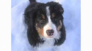 Pros amp Cons of a Bernese Mountain Dog  Dog Breeds [upl. by Chiquia]