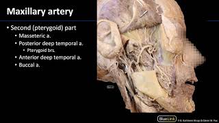 Infratemporal Fossa  Vasculature [upl. by Olegnaid]