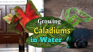 Growing Caladiums in Water [upl. by Brendis646]