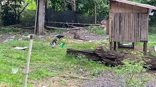 Black white cat and chickens are good friends with monitor lizards [upl. by Aruasor225]