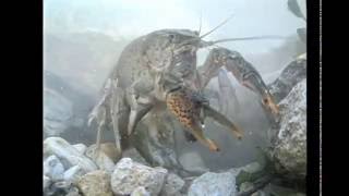 Americas Crayfish Crawling In Troubled Waters Also see httpsjustapediaorgwikiCrayfish [upl. by Perot]