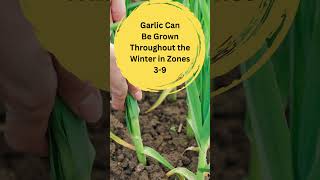 When to Plant Garlic in Your Garden [upl. by Idmann962]