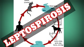 Leptospirosis پالتو جانوروں سے پھیلنے والی بیماری [upl. by Enialb]