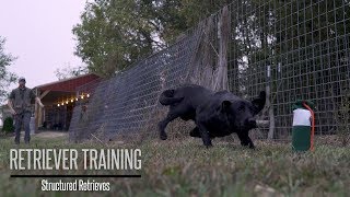 Teaching Your Gundog to Retrieve  Hunting Dog Training [upl. by Nosemyaj]