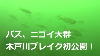 【琵琶湖バス釣り】バス、ニゴイ大群！木戸川ブレイク大公開 [upl. by Alina]