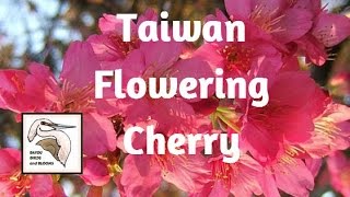 Taiwan Flowering Cherry Tree Prunus campanulata [upl. by Anecuza]