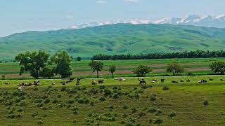 Group of cows are grazing on green grass along the road in front of mountain range on the horizon [upl. by Alarise]