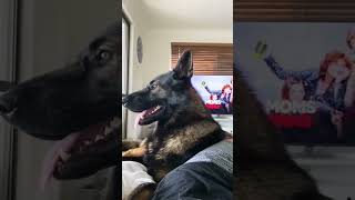 what happens when you adopt a retired police dog [upl. by Liw482]