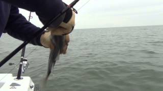 Striper Fishing Delaware Bay [upl. by Atwood]