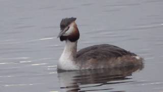 Great Crested Grebe amp a Cormorant in Cardiff Bay natural sounds [upl. by Kcirdlek]