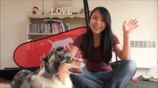 Pet Product Review 06  DogPacer Treadmill [upl. by Notreve]