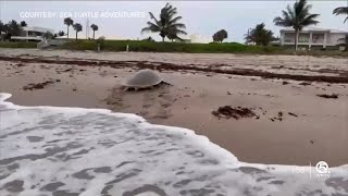 Rare moment on video Endangered Kemp’s Ridley sea turtle nests near Delray Beach [upl. by Keating123]