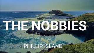 THE NOBBIES  Come Explore The Nobbies Phillip Island With Me On This Fun Walking Tour melbourne [upl. by Eiznil418]