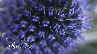 Eryngium Blue Ice  Esmeralda Farms [upl. by Alyahs]