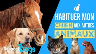 COMMENT HABITUER MON CHIEN AUX AUTRES ANIMAUX [upl. by Niowtna446]