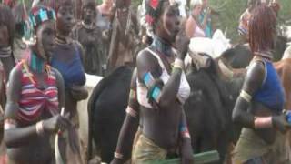 BULL JUMP  HAMAR TRIBE  TURMI Part 1 [upl. by Schell]