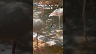 Flamingo Bird Fascinating Calm and Lovable animalsshortsshorttrendingpositivesvibesbirds bird [upl. by Morgan475]