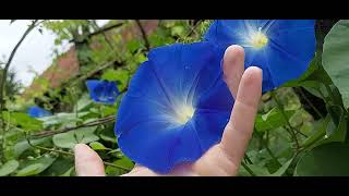 Heavenly blue Ipomoea tricolor garden flowers beauty [upl. by Cristoforo]