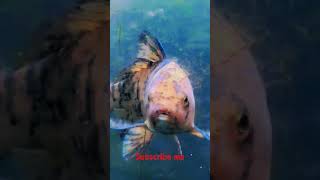 Japan koi carp fish tank 🐟trending viral [upl. by Steinberg]