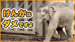 タオが仲裁にパールとシュティンの間に入り空気を和らげる〜アジアゾウの群れ生活〜Asian Elephant herd life [upl. by Nitsej]