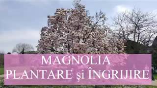 Magnolia  plantare si ingrijire [upl. by Colis]