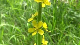 Common agrimony Agrimonia eupatoria  20130713 [upl. by Olivero]