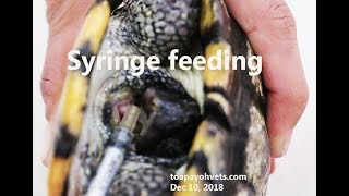 Male Organ Bite Injuries How to syringe feed a redeared slider Pt 22 [upl. by Idelia]