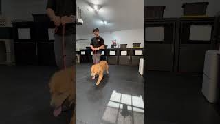 Do You Use Your Leash Correctly dogtraining dogtrainer goldenretriever goldenretrieverpuppy [upl. by Ahsyen]