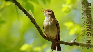 Birds Singing  Morning Bird Sound Forest Birdsong Nature Sounds Birds Singing [upl. by Jacynth]