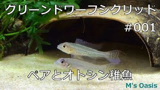 グリーンドワーフシクリッド 001 ペアとオトシン稚魚 A pair of Biotoecus opercularis [upl. by Blinny]