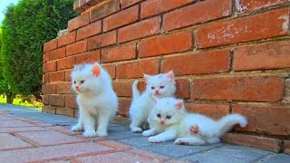 Homeless kittens crying out loud for Mother cat [upl. by Jacklin]