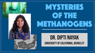 Dipti Nayak UC Berkeley 2 Mysteries of the Methanogens [upl. by Neiviv]