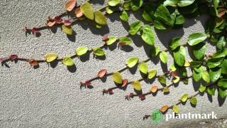 Ficus pumila Creeping Fig at Plantmark Wholesale Nurseries [upl. by Hound357]