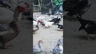 Muscovy duck duck duckbill lovelyduck swan meeting swans animals animalworld chicken [upl. by Ajar]