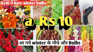 winter plants saplings bulbs vegetable seedlings parmanent plants [upl. by Ardnoel]