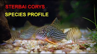 Sterbai Corydoras A Beginners Guide [upl. by Aremmat602]