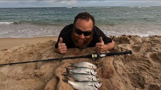 Catching HERRING from the LOCAL beach [upl. by Ientirb]