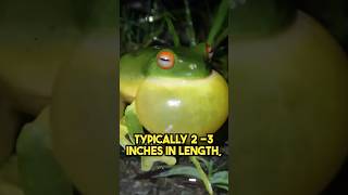 How to Identify a RedEyed Tree Frog [upl. by Oakley]