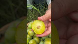 Enjoy Beautiful Greengage Plum Fruits fruit shorts fruitcutting [upl. by Ahsha]