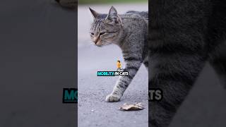 This Medicine Is A Must For Elderly Cats shorts [upl. by Perl]