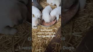 Puppies first meal 🐶❤️🦙 greatpyrenees alpaca farm shorts [upl. by Iveel845]