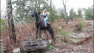 Black Angel Trail horse filly for sale at McNatt Farms [upl. by Pena151]