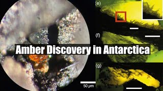 Amber Discovery in Antarctica 90 Million Years of Secrets Revealed [upl. by Engel]