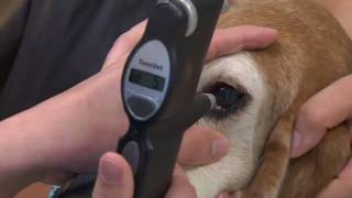 Cataracts in Dogs and Cats  VetVid Episode 011 [upl. by Einohtna964]