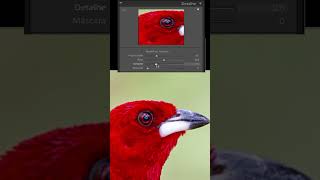 Como aplicar nitidez profissional no Lightroom  Dicas de Lightroom Classic [upl. by Etteloiv]