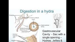 Digestion in Hydra FSc Biology Book11 CH 12 [upl. by Oeak]