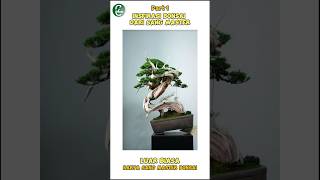 Inspirasi Bonsai dari sang master🤩 part 1bonsai bonsaitree bonsailife shorts garden [upl. by Botsford]