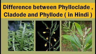 Difference between phylloclade  cladode and phyllode in hindi [upl. by Fang]