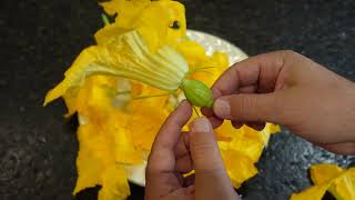 Understanding the Differences in Female and Male Zucchini Squash and Pumpkin Flowers [upl. by Amerigo]